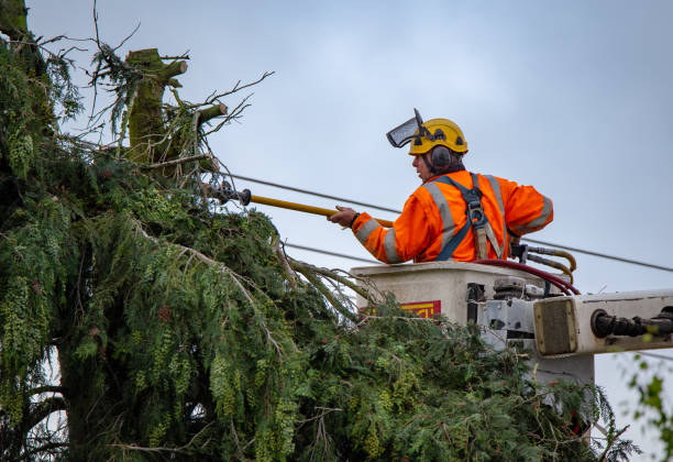 Lakeview, GA Tree Removal Services Company