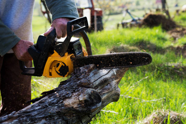 How Our Tree Care Process Works  in  Lakeview, GA